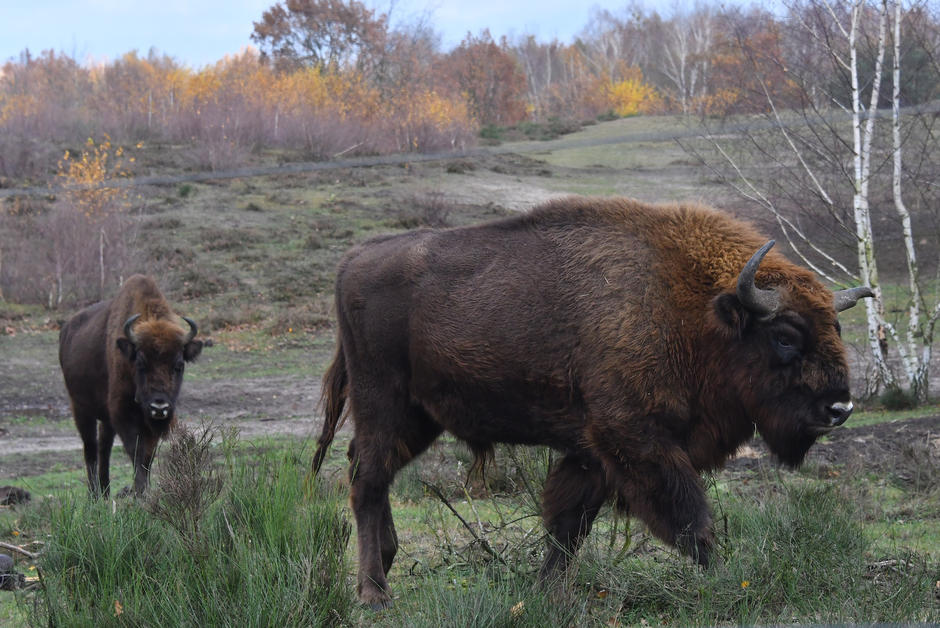 Le bison européen de retour au Royaume-Uni pour la première fois depuis six mille ans