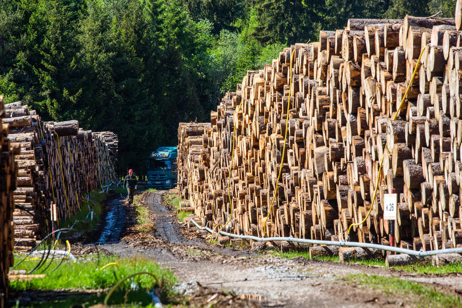 L’abattage des arbres a bondi en Europe depuis 2015