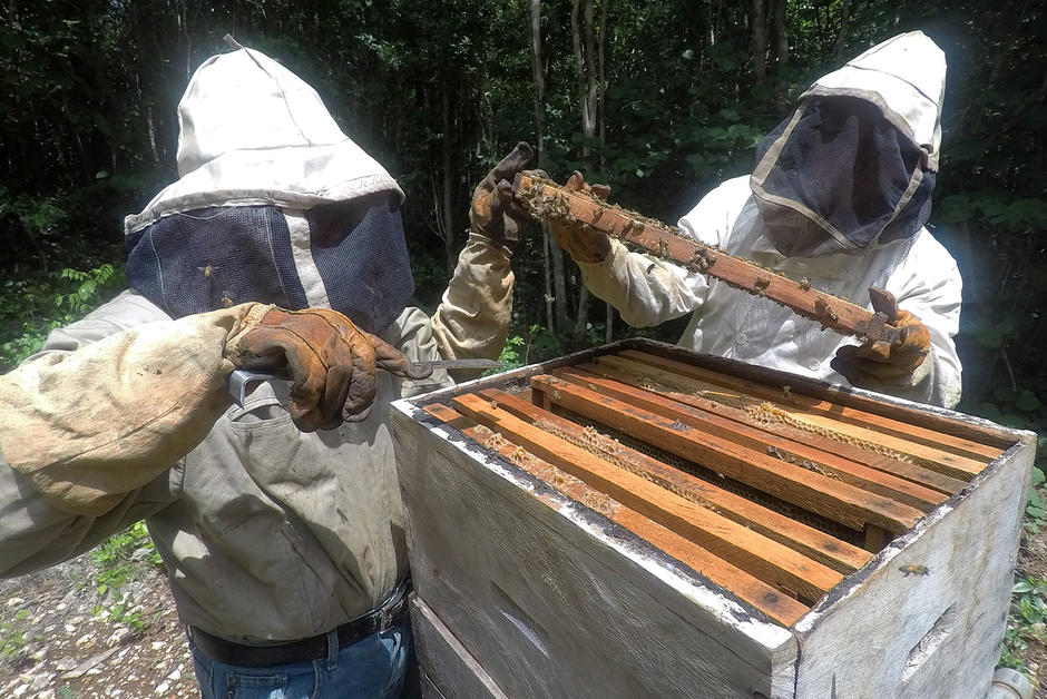 Mexique : en territoire maya, le miel se fait rare 