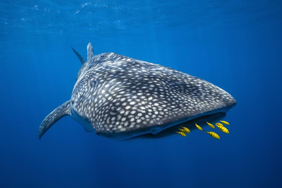 Réussira-t-on un jour à percer les mystères entourant les requins-baleines ?
