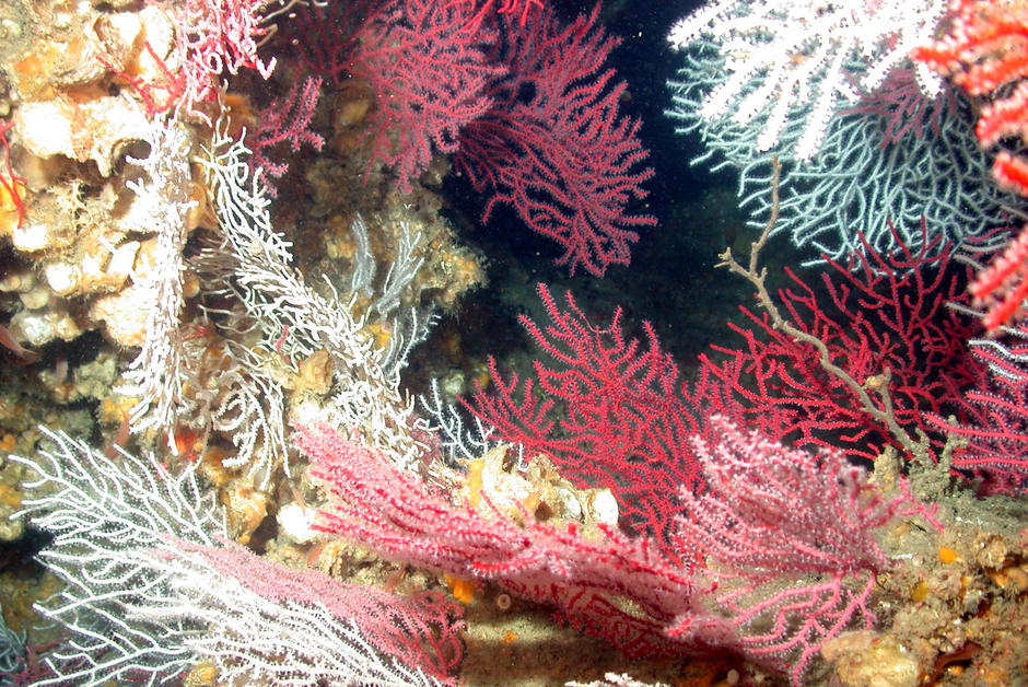 Des oasis de corail découvertes dans les profondeurs des océans