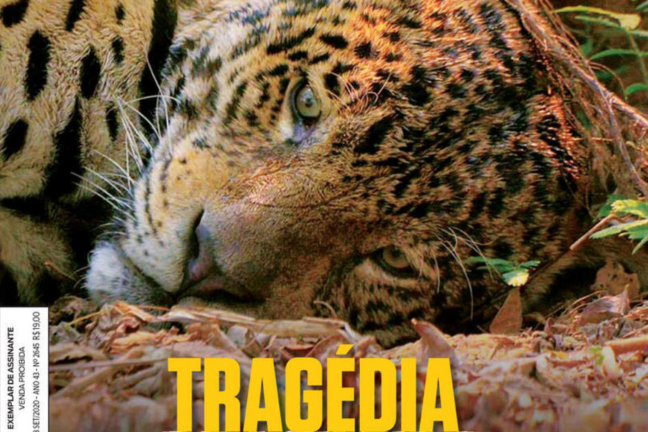 La tragédie du Pantanal brésilien