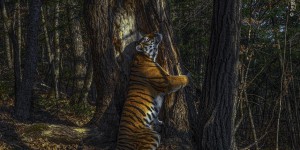 L’extase d’une tigresse de Sibérie embrassant un arbre