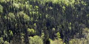 Des arbres modifiés génétiquement pour combattre le changement climatique ?