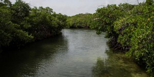 Au Belize, des écologistes achètent la forêt pour la protéger pour l’éternité