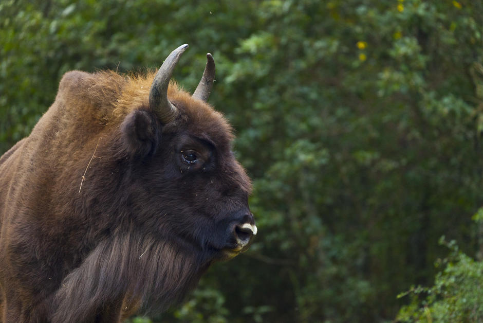 En Espagne, des scientifiques réclament des bisons pour lutter contre les feux de forêt