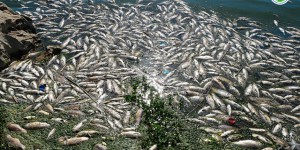 Au Liban, les poissons toxiques d’un lac pollué se retrouvent sur les étals