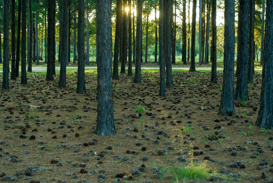 “L’or brun” tombe des pins en Caroline du Nord