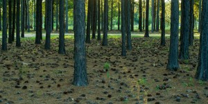 “L’or brun” tombe des pins en Caroline du Nord