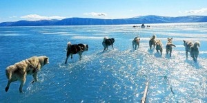 Les chiens de traîneau menacés par le réchauffement climatique