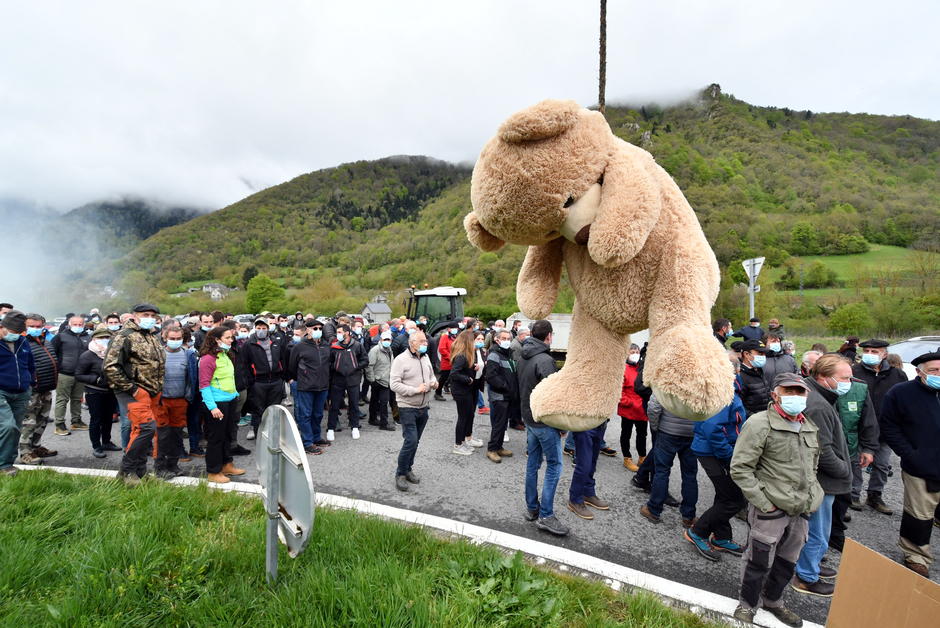 Dernière chance pour Goïat, un “ours à problème” dans les Pyrénées