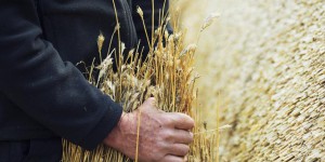 Au Royaume-Uni, une prime pour mettre les agriculteurs à la retraite