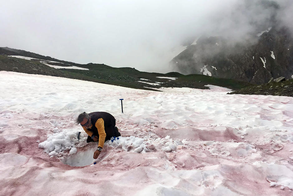 Dans les Alpes françaises, l’étrange phénomène du “sang de glacier”