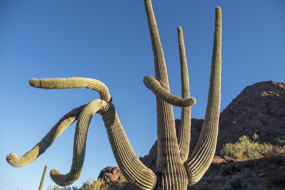 En Arizona, la floraison “extrêmement rare” des cactus saguaros