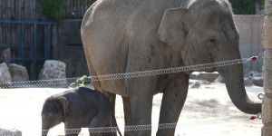Les étonnantes tribulations de quinze éléphants sur 500 km à travers la Chine