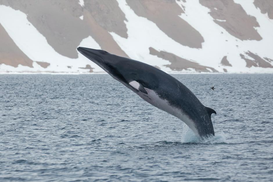 En Norvège, polémique autour de tests jugés cruels sur les baleines