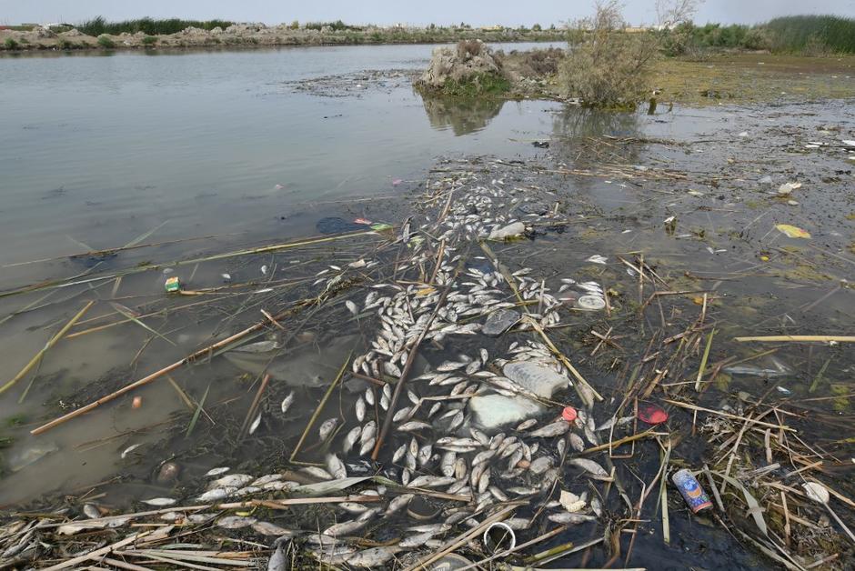 Dans les marais d’Irak, les poissons meurent en masse