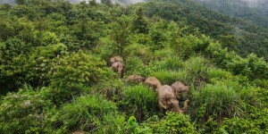 Dernière étape pour les éléphants baroudeurs de Chine