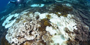 Des probiotiques pour aider les coraux blanchis