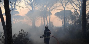 Pourquoi la répétition des incendies de forêt menace la biodiversité