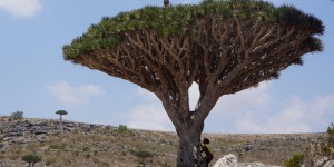 Il faut sauver l’arbre dragonnier de l’île de Socotra 