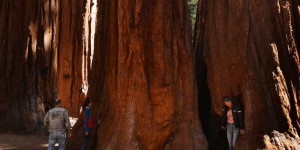 Les séquoias géants de Californie résisteront-ils aux flammes ?
