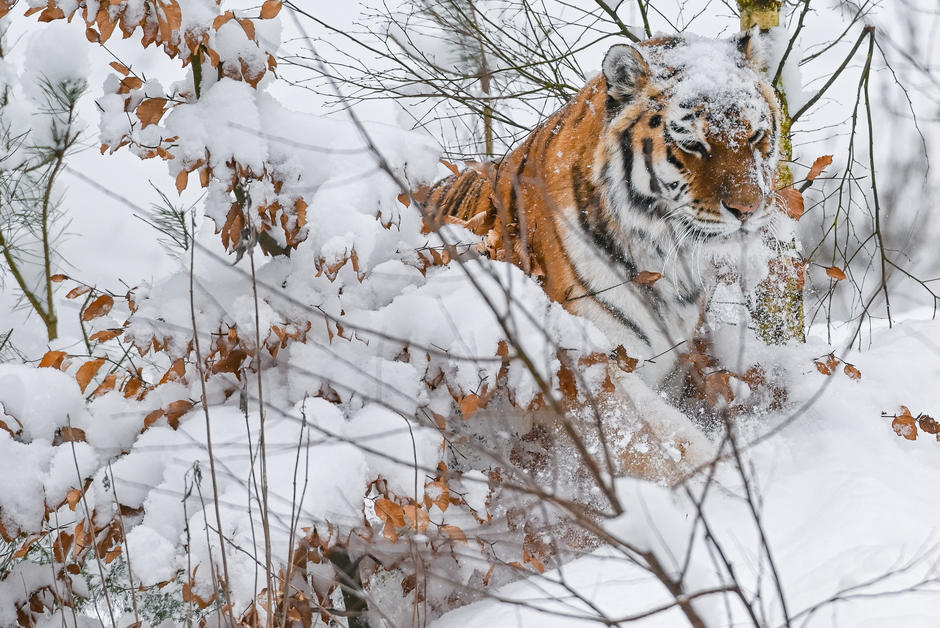 Les tigres de l’Amour, symbole de la nouvelle politique environnementale chinoise