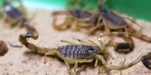 À Assouan, près de 500 personnes piquées par des scorpions à cause des inondations