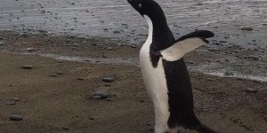 Un manchot d’Antarctique perdu en Nouvelle-Zélande