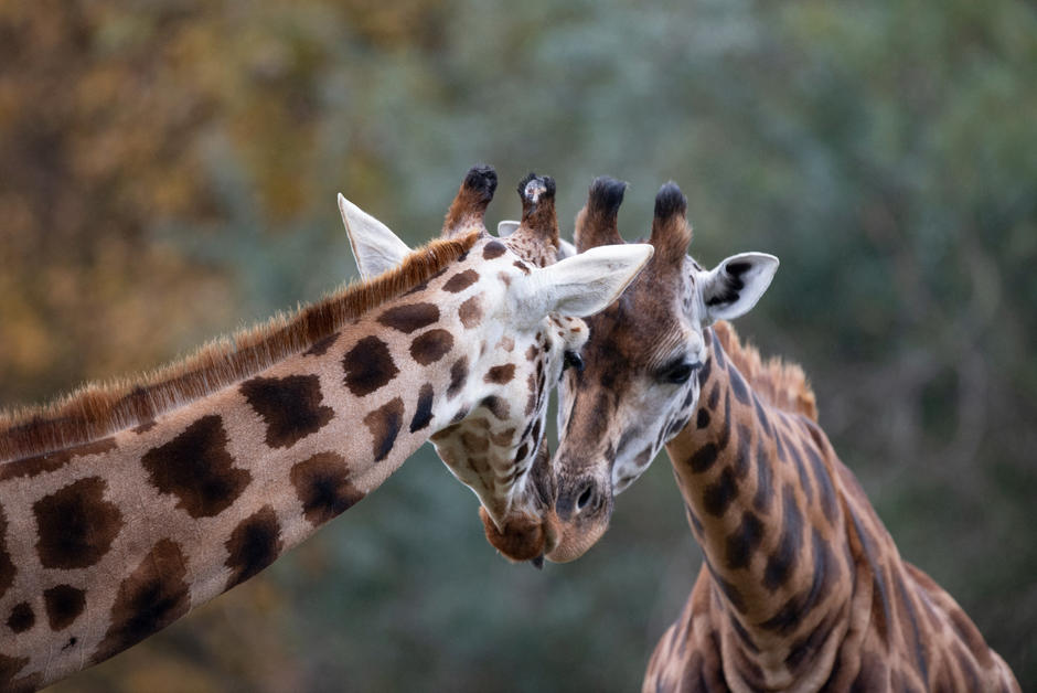 Les girafes sont plus nombreuses, mais toujours menacées