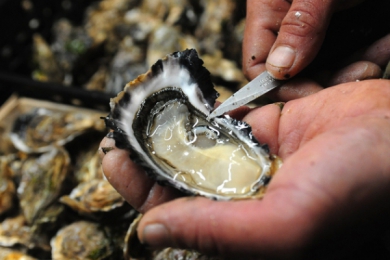 Bassin d'Arcachon : la consommation d'huîtres interdite