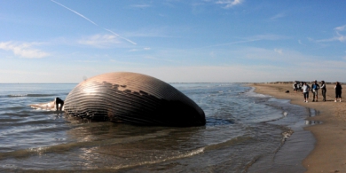 Une baleine échouée sur une plage de Camargue