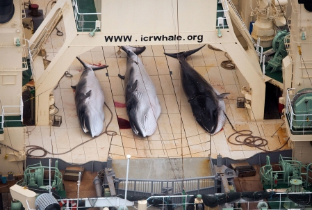La chasse à la baleine que mène le Japon n'a rien de «scientifique»