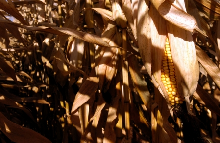 Les rendements du maïs menacés par le réchauffement climatique