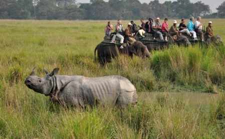 Les rhinocéros menacés par... les réseaux sociaux