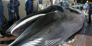 Le Japon veut relancer la chasse commerciale à la baleine