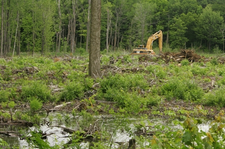 Le programme forestier inquiète les écologistes