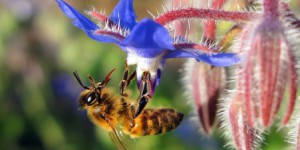 Pesticides et mauvais temps, cocktail funeste pour les abeilles