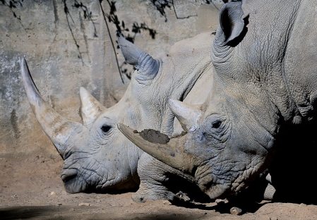 Les rhinocéros dans la mire des braconniers