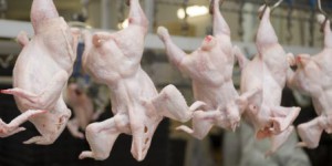 La production de viande draine énormément de ressources, conclut un rapport