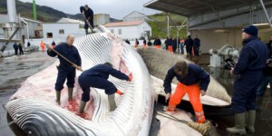 Saison de chasse record pour les baleiniers norvégiens