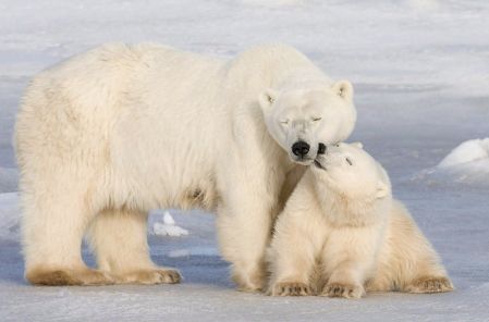 Fort déclin des ours polaires en Arctique et en Alaska