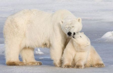 L’ours polaire canadien fera face à l’extinction d’ici 2100