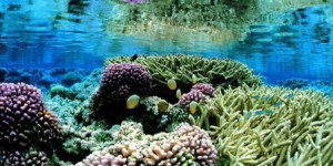 L’ONU progresse vers un traité pour protéger la biodiversité en haute mer