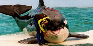 Les orques en captivité sont désormais protégées