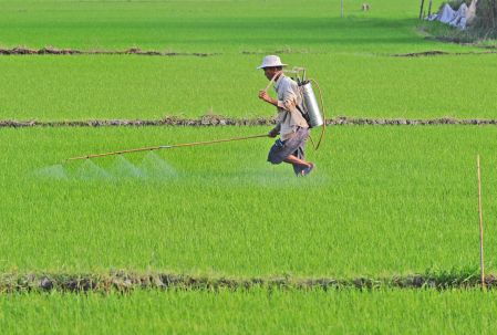 Doper sa production de riz… et la pollution