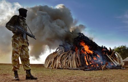 Le Kenya prend des mesures historiques contre le braconnage