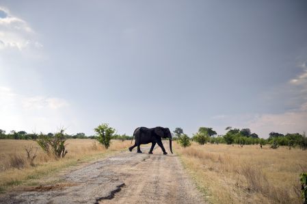 L’éléphant d’Afrique pourrait disparaître d’ici 20 ans