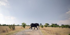 L’éléphant d’Afrique pourrait disparaître d’ici 20 ans