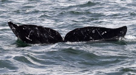 Une baleine grise bat le record de migration